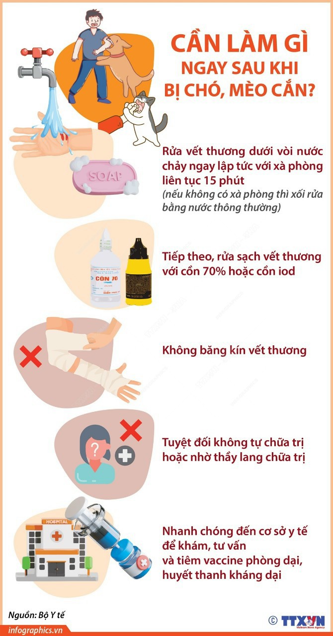 Cần làm gì ngay sau khi bị chó, mèo cắn ?