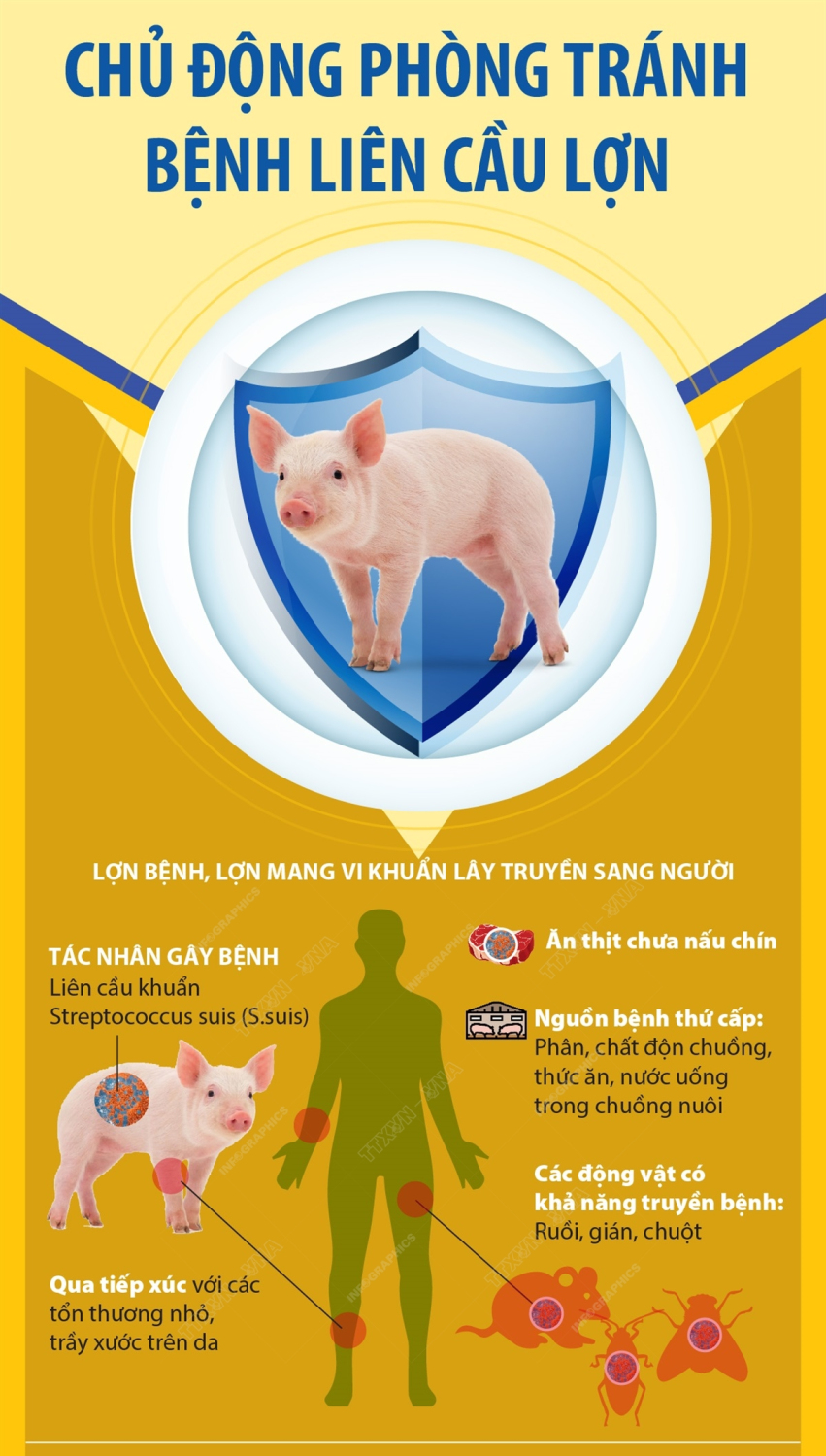 Chủ động phòng,tránh bệnh liên cầu lợn